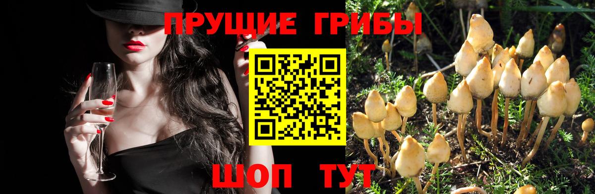Псилоцибиновые грибы MAGIC MUSHROOMS  Вход с VPN  Галлюциногенные грибы ЛСД  Горно-Алтайск 